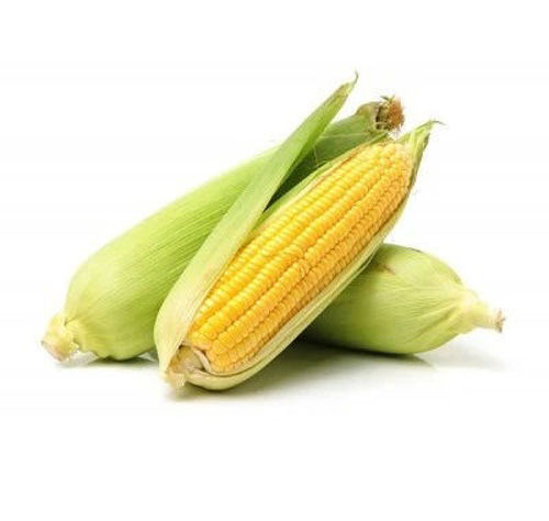 [VEG048] CORN - FRESH