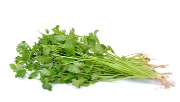 [VEG059] CORIANDER