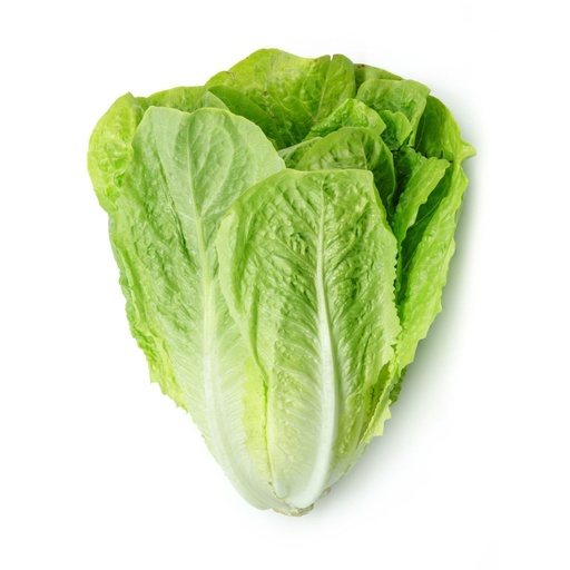 [VEG005] ROMAINE LETTUCE