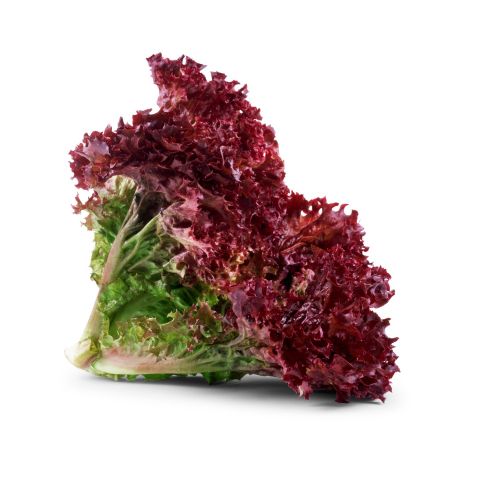 [VEG006] RED LETTUCE LOLLO ROSSO