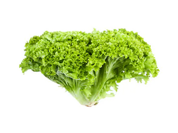 [VEG007] GREEN LETTUCE LOLLO ROSSO (BIANDO)